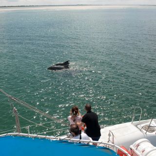 Setubal e Tróia: gita in barca con osservazione dei delfini all'estuario del Sado