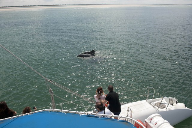 Visit Setubal & Tróia Sado Estuary Dolphin Watching Boat Trip in Setúbal