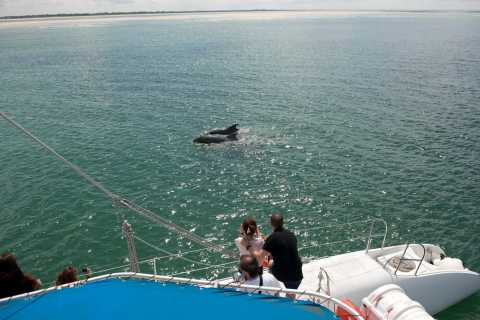 Setubal & Tróia: Sado Estuary Dolphin Watching Bootsfahrt