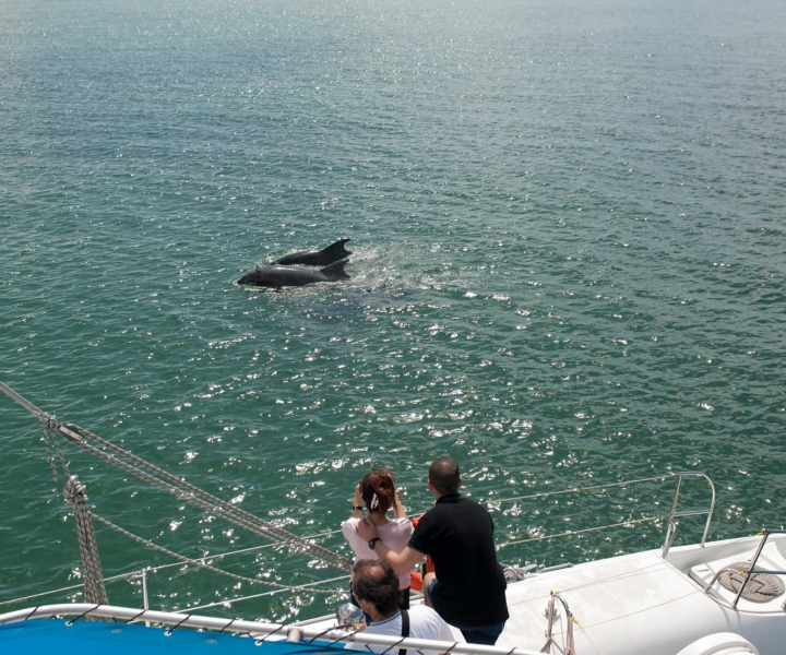 Estuario del Sado: escursione in barca con avvistamento di delfini da Setúbal o Tróia