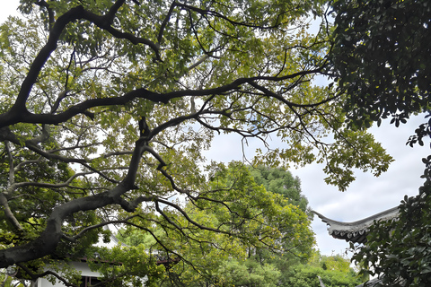 Shanghai: Film Park and Zhujiajiao Water Town Tour