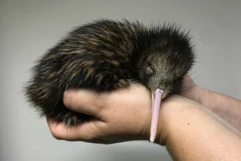 Christchurch: Willowbank Wildlife Reserve Entry & Tour