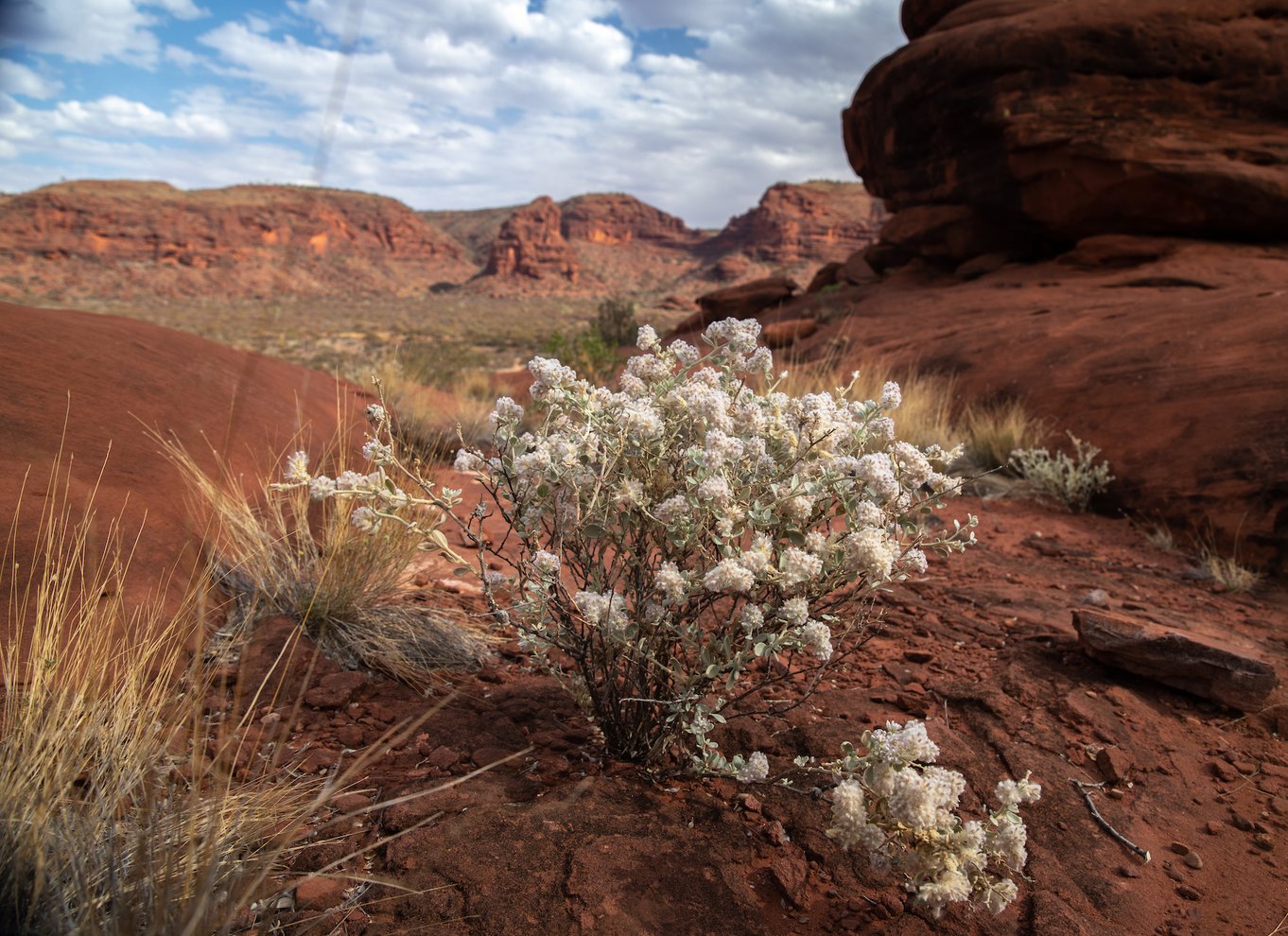 Alice Springs: 4WD Palm Valley Tour med frokost