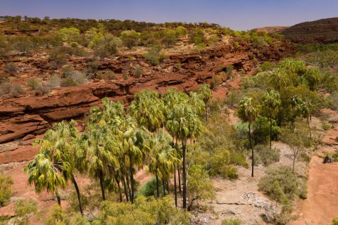 Alice Springs: 4WD Palm Valley Tour with Lunch
