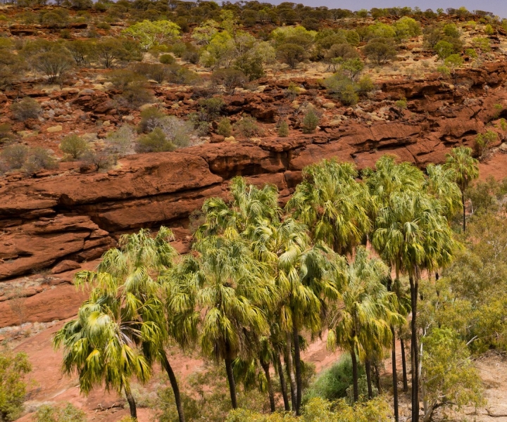 Alice Springs: 4WD Palm Valley Tour with Lunch