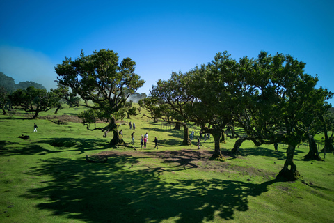 Tropical Tide, Porto Moniz & Fanal Forest 4WD Jeep Tour