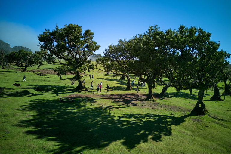 Tropical Tide, Porto Moniz & Fanal Forest 4WD Jeep Tour