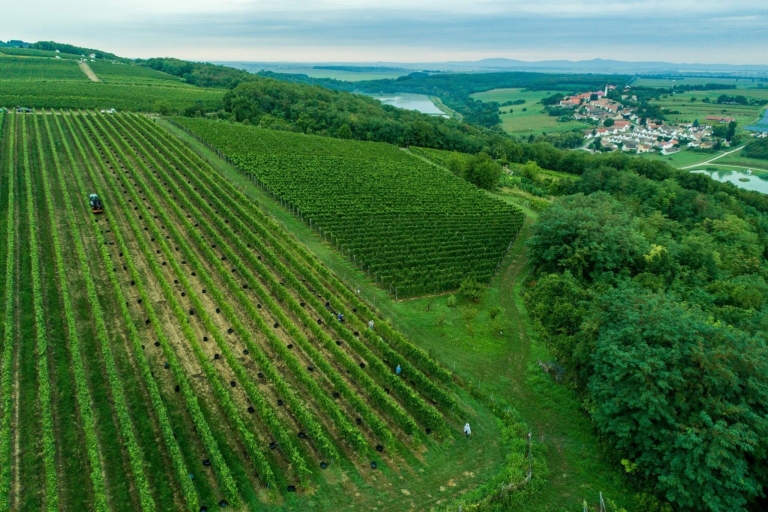 Pécs und Siklós: Tagesausflug mit Villány-Weinverkostung