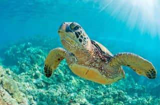 Máncora: Bootstour entlang der Küste & Schwimmen mit Meeresschildkröten mit Fotos