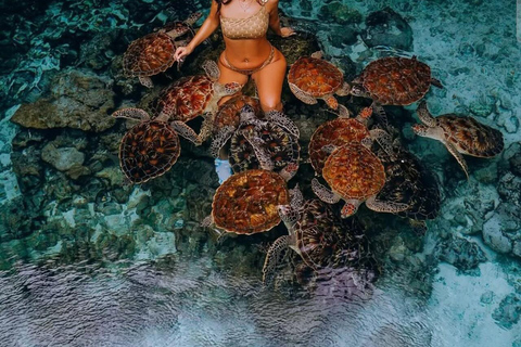 桑给巴尔：在巴拉卡或萨拉姆洞与海龟一起游泳