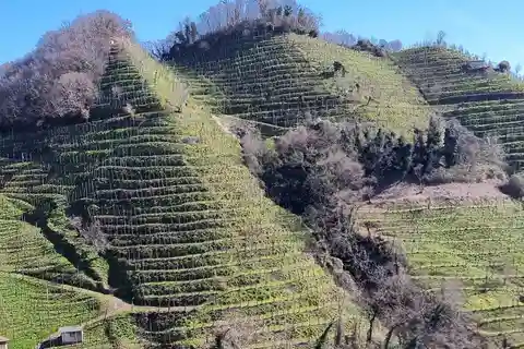 VENICE : PROSECCO Hills Tour with tasting and wine!!