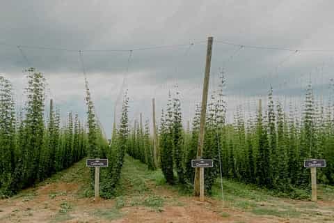 Toronto: Luxury Craft Beer Tour with Tastings in Niagara