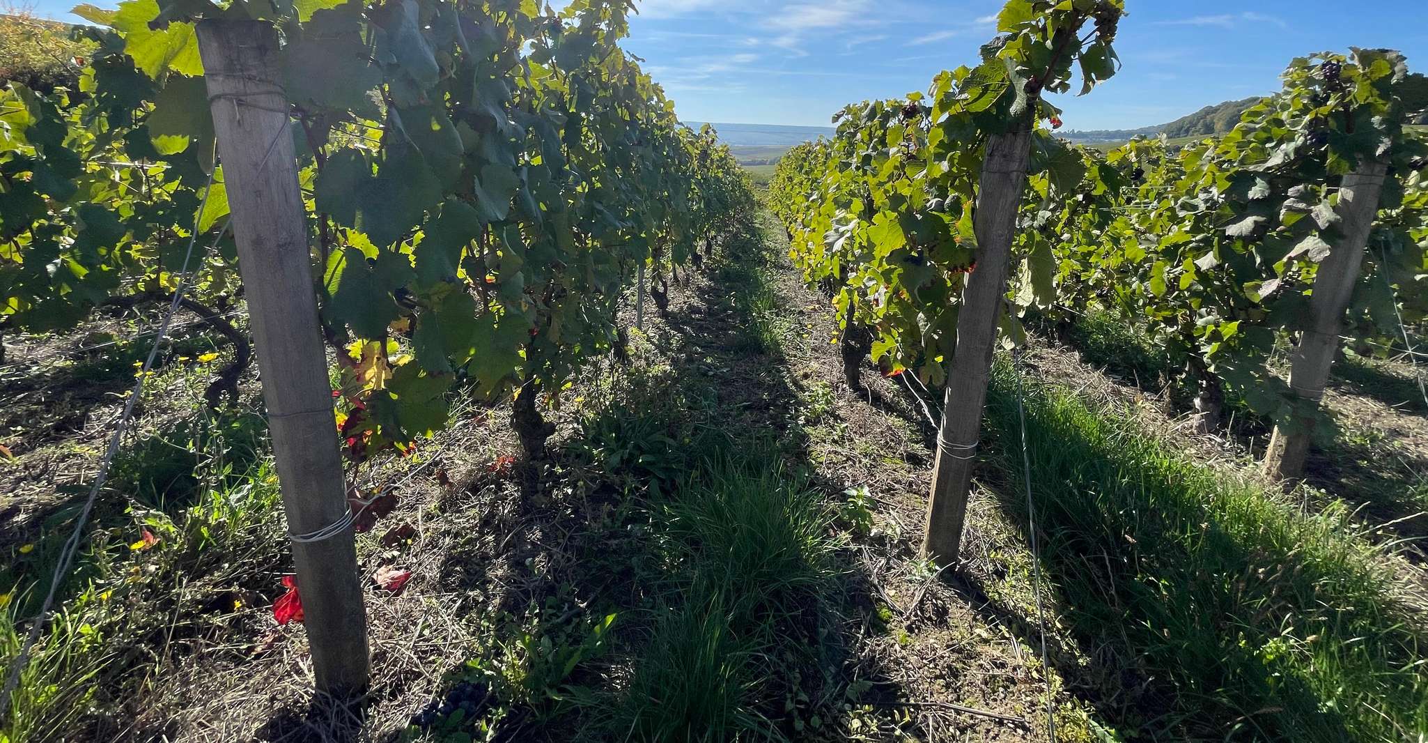 From Reims/Epernay: Champagne half-day tour (small group) photo 4