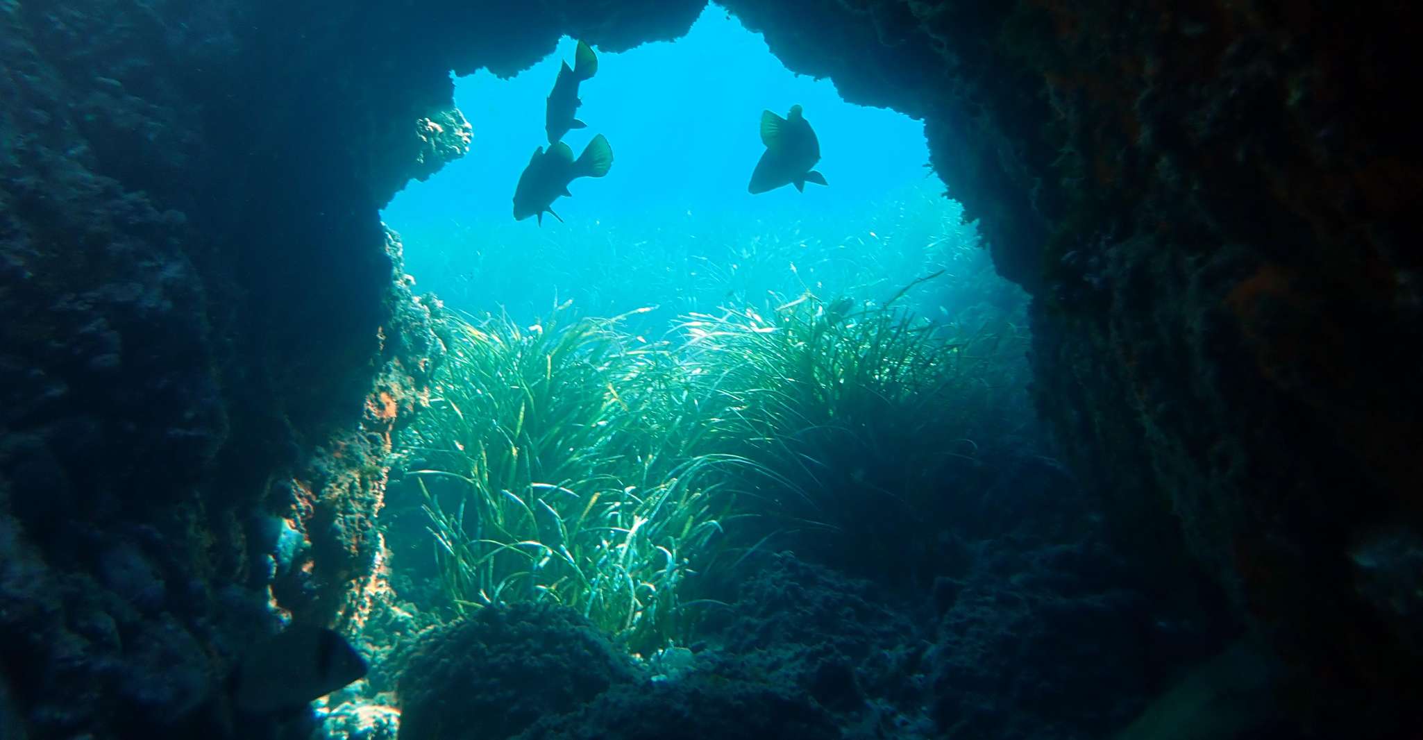 Da Santa Pola, Snorkel Trip in Isola di Tabarca - Hizvo