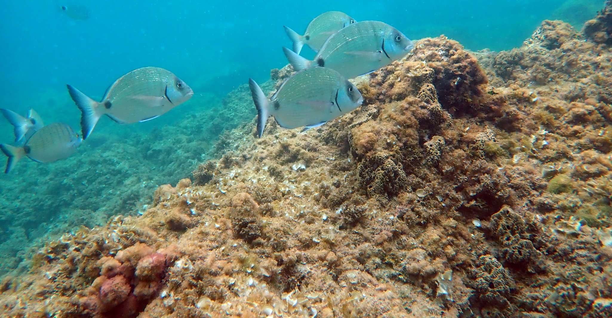 Da Santa Pola, Snorkel Trip in Isola di Tabarca - Hizvo