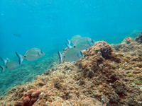 De Santa Pola, voyage en snorkel à l'île de Tabarca - Hizvo