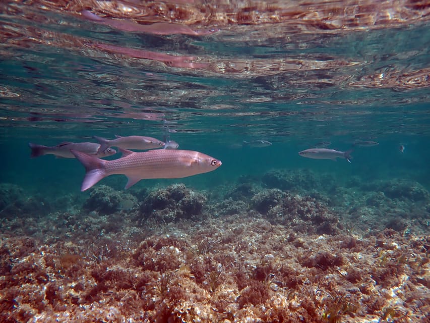 Da Santa Pola, Snorkel Trip in Isola di Tabarca - Hizvo