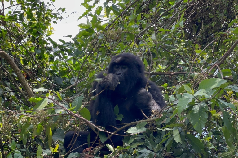 4-dniowa wycieczka przyrodnicza do Rwandy i trekking na goryle w Ugandzie
