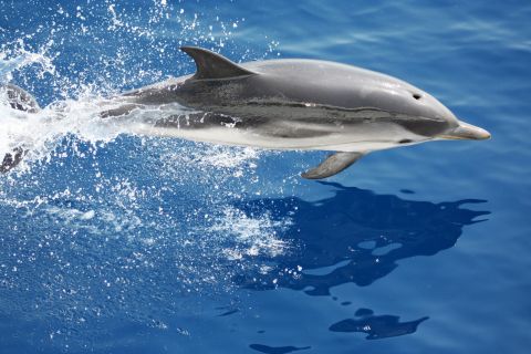 Fra Genova: Guidet udflugt med hvalsafari