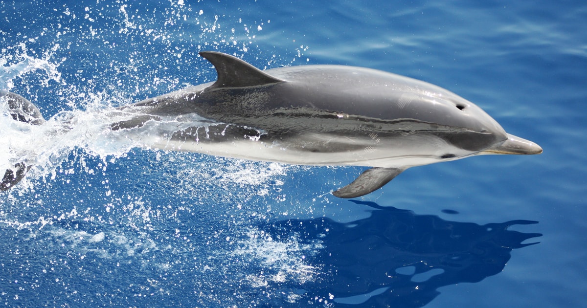 Genua Walbeobachtungstour mit Meeresbiologe als Guide GetYourGuide