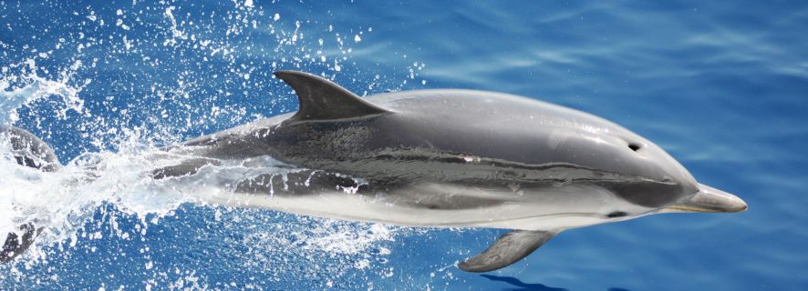 Genua: Whale Watching & Delfin-Tour