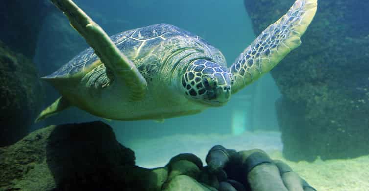 SEA LIFE Aquarium San Antonio photo 6