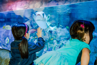 SEA LIFE Aquarium: Tickets