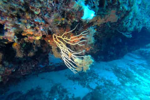Cala Gonone: Full-Day Diving Trip in The Gulf of Orosei
