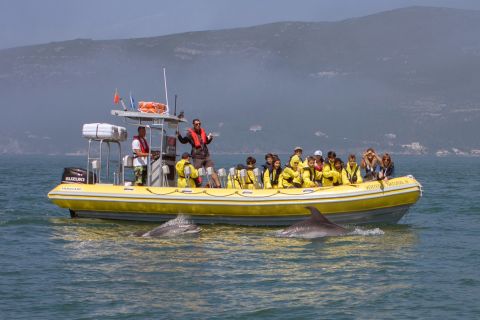 Lissabon: Delfinbeobachtung im Arrábida Naturpark