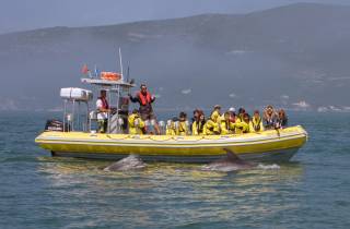 Lissabon: Delfinbeobachtung im Arrábida Naturpark