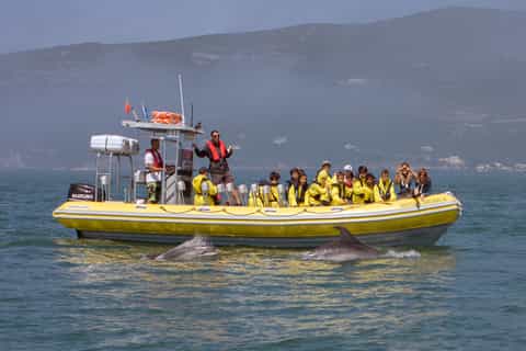 Lisboa: Dolphin Watching i Arrábida Natural Park