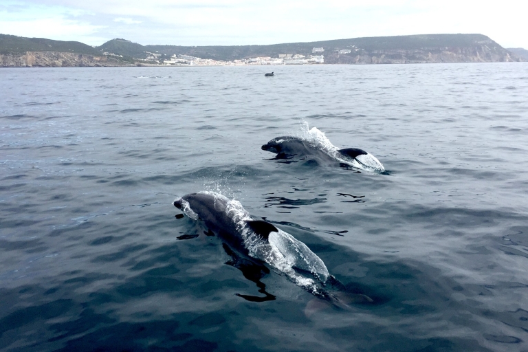 Lisboa: avistamiento de delfines en el Parque Natural de ArrábidaAvistamiento de delfines en el Parque Natural de Arrábida.