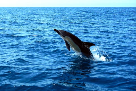 Lizbona: Obserwacja delfinów w parku przyrody ArrábidaOglądanie delfinów w parku przyrody Arrabida z transferem