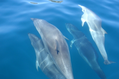 Lizbona: Obserwacja delfinów w parku przyrody ArrábidaOglądanie delfinów w parku przyrody Arrabida z transferem