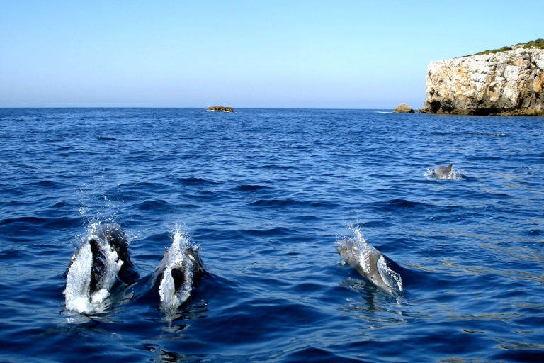 Lisboa: avistamiento de delfines en el Parque Natural de ArrábidaAvistamiento de delfines en el Parque Natural de Arrábida.