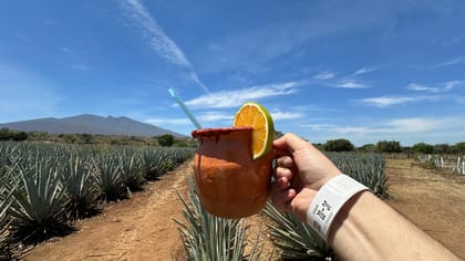 From Guadalajara, Tequila Day Trip with Jose Cuervo Option - Housity