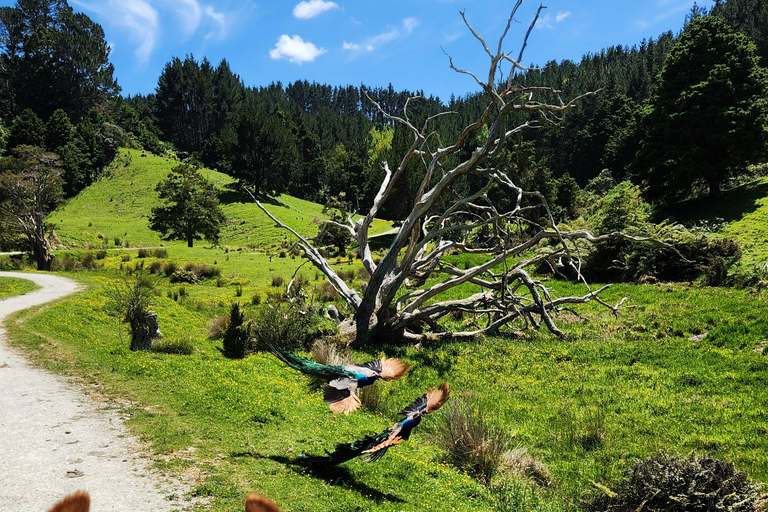 Auckland: Honey Center, Horse Riding & Sheep World Tour