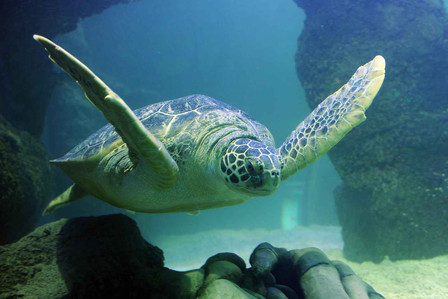 SEA LIFE Paris: Admission Ticket