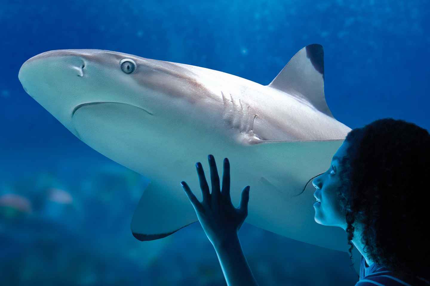 SEA LIFE Paris: Admission Ticket