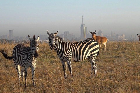 Promenade dans le parc national de Nairobi avec prise en charge et retour gratuits