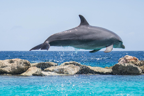 Djerba: Sunset cruise tour, dolphin watching + drinks