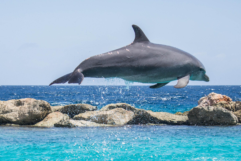 Djerba: Sunset cruise tour, dolphin watching + drinks