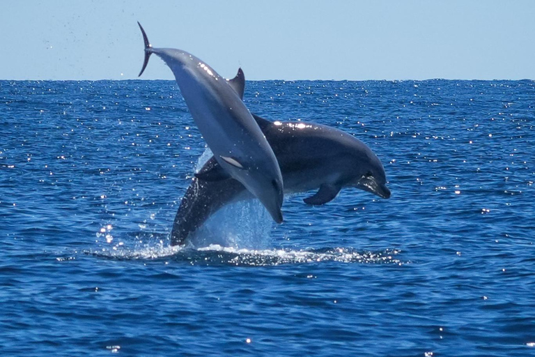 Catamarán Le Providence: Descubre el gran delfín en Grau-du-RoiCatamarán Le Providence: Descubre el delfín mular en Le Grau-du-Roi