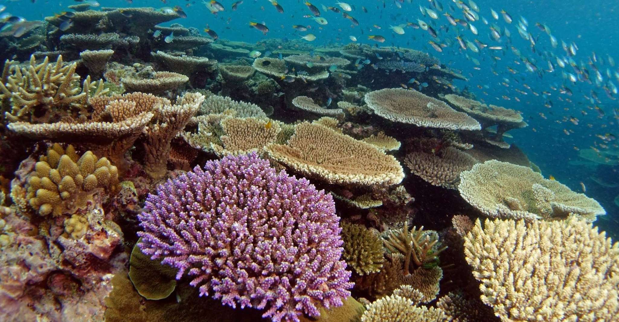 Museum Of Underwater Art & Great Barrier Reef Day Trip - Housity