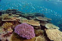 Museum Of Underwater Art & Great Barrier Reef Day Trip - Housity