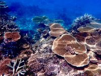 Museum Of Underwater Art & Great Barrier Reef Day Trip - Housity