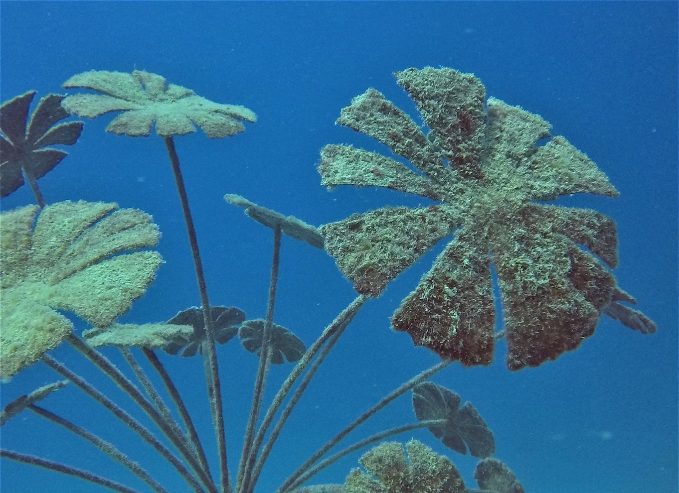 Townsville og Magnetic Island: Tur til MOUA og Great Barrier Reef