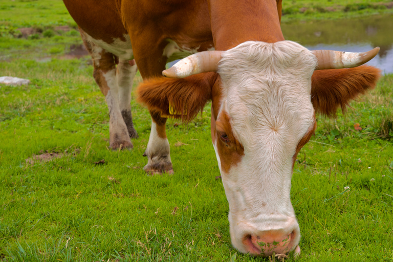 From Ljubljana: Velika Planina Tour with Meal & Photos