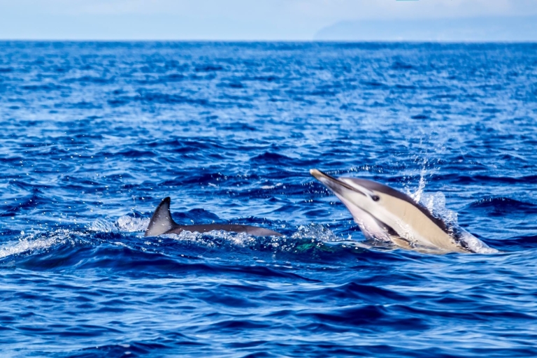 Nadar con delfines Isla TerceiraWater4fun