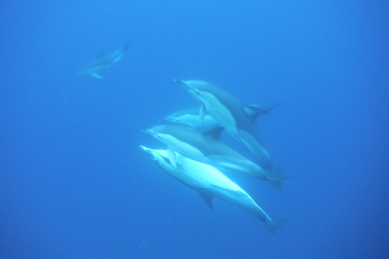 Swimming with Dolphins Terceira islandWater4fun